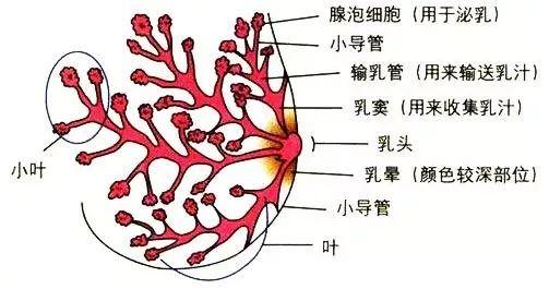 中频乳腺治疗仪解答奶线多奶水是否多问题